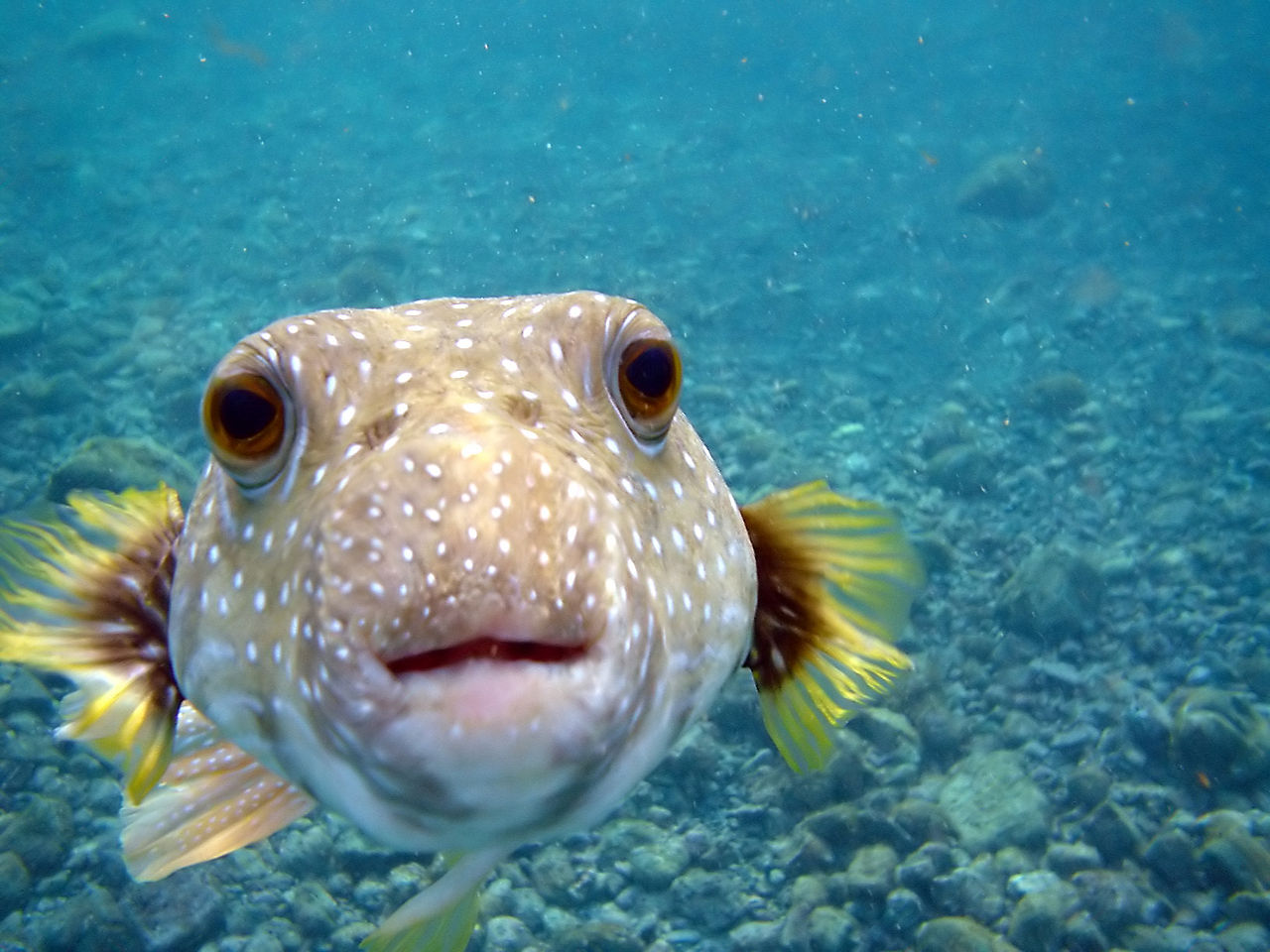 1280px-Arothron_hispidus_is_kissing_my_camera_at_Big_Island_of_Hawaii